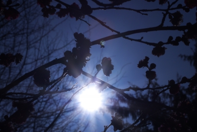 soku_11679.jpg :: 逆光 植物 梅 花 自然 風景 太陽 