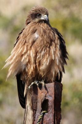 soku_11688.jpg :: 動物 鳥 猛禽類 