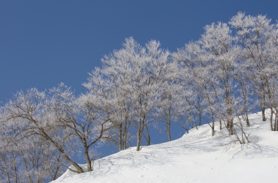 soku_11726.jpg :: 風景 自然 雪景色 植物 樹木 樹氷 