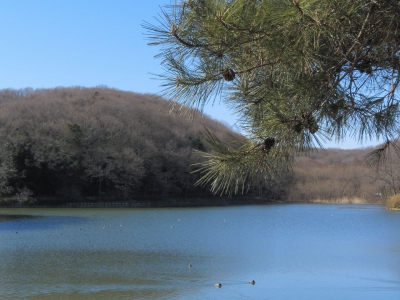 soku_11753.jpg :: PowerShotS95 風景 自然 水分 湖 八丁湖 