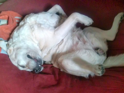 soku_11848.jpg :: 動物 哺乳類 犬 イヌ 寝相悪い ケータイ撮影 