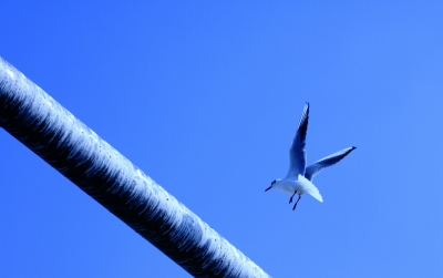 soku_11853.jpg :: 動物 鳥 鷗 カモメ ウミネコ 