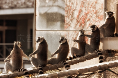 soku_11905.jpg :: 動物 哺乳類 猿 サル 