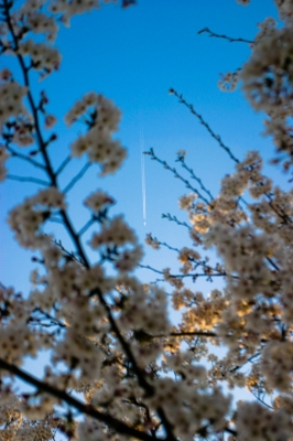 soku_11915.jpg :: 風景 自然 空 青空 植物 花 桜 サクラ 風景 自然 空 飛行機雲 