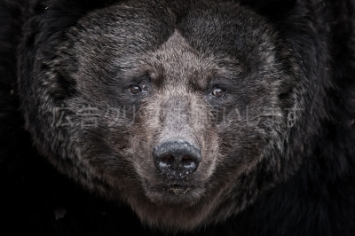soku_11924.jpg :: 動物 哺乳類 熊 クマ 