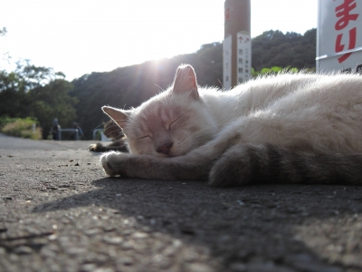 soku_12024.jpg :: PowerShotS95 動物 哺乳類 猫 ネコ 公園 逆光 