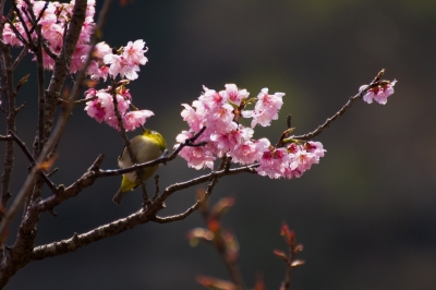 soku_12155.jpg :: 動物 鳥 メジロ 植物 花 桜 