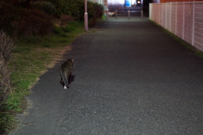 soku_12161.jpg :: 動物 哺乳類 猫 ネコ 
