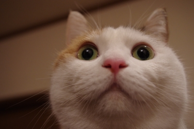 soku_12240.jpg :: 動物 哺乳類 猫 ネコ 顔 