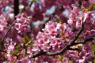soku_12249.jpg :: 河津桜 植物 花 桜 サクラ 