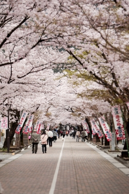 soku_12284.jpg :: 植物 花 桜 サクラ 