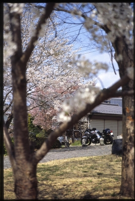 soku_12286.jpg :: 植物 花 桜 サクラ フィルム 銀塩 