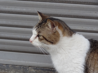 soku_12359.jpg :: 動物 哺乳類 猫 ネコ 東尋坊 