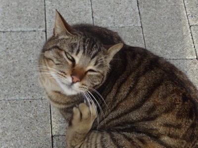 soku_12360.jpg :: 動物 哺乳類 猫 ネコ 東尋坊 