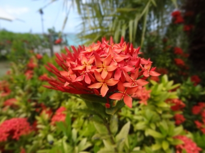 soku_12380.jpg :: 植物 花 赤い花 グアム 