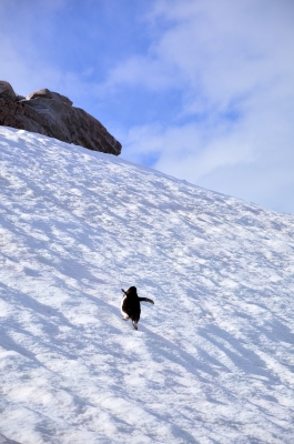soku_12414.jpg :: ジェンツーペンギン 風景 自然 雪景色 