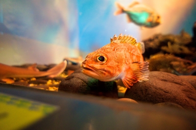 soku_12477.jpg :: 水族館 魚類 カサゴ 