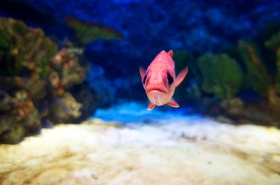 soku_12479.jpg :: 水族館 魚類 金目鯛 
