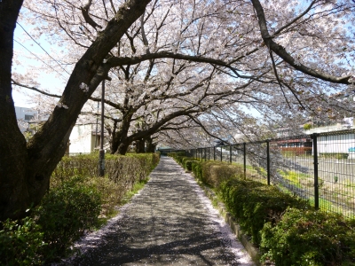 soku_12487.jpg :: 植物 花 桜 サクラ 