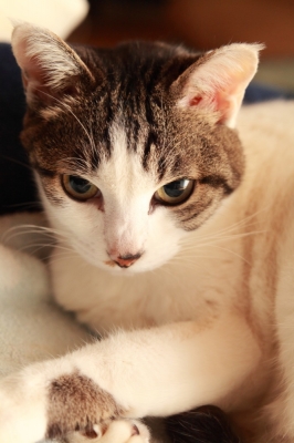 soku_12503.jpg :: 動物 哺乳類 猫 ネコ 子猫 美人 