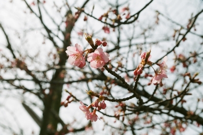 soku_12522.jpg :: 植物 花 桜 サクラ 蕾 つぼみ フィルム 銀塩 