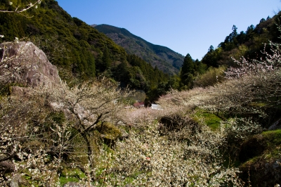 soku_12536.jpg :: 植物 花 梅 風景 自然 山 