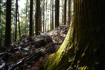 soku_12555.jpg :: 奥多摩 風景 自然 森林 針葉樹林 苔 コケ 