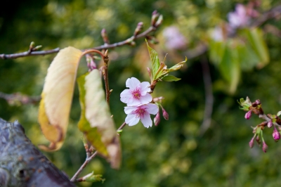 soku_12584.jpg :: 植物 花 桜 サクラ 