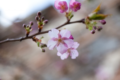 soku_12585.jpg :: 植物 花 桜 サクラ 