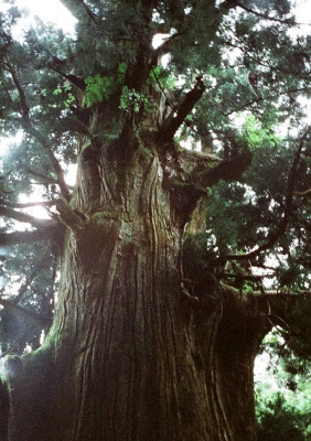 soku_12604.jpg :: 植物 杉 千年杉 風景 自然 樹木 フィルム 銀塩 