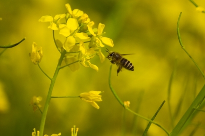 soku_12679.jpg :: 昆虫 蜂 ハチ 植物 花 菜の花 