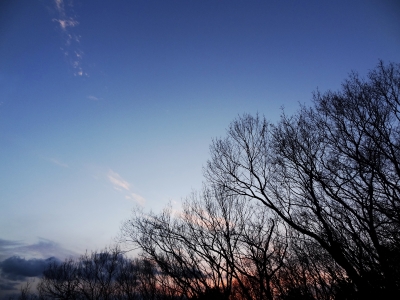 soku_12692.jpg :: 風景 自然 空 樹木 