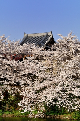 soku_12746.jpg :: 植物 花 桜 サクラ 