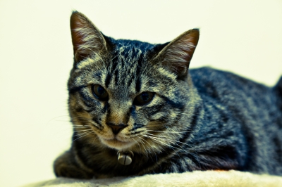 soku_12755.jpg :: あんこ 動物 哺乳類 猫 ネコ 