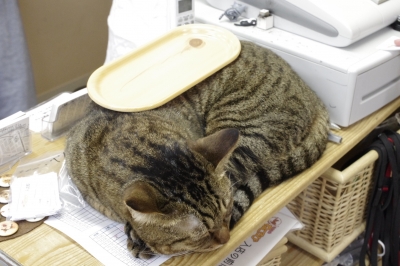 soku_12781.jpg :: 動物 哺乳類 猫 ネコ 