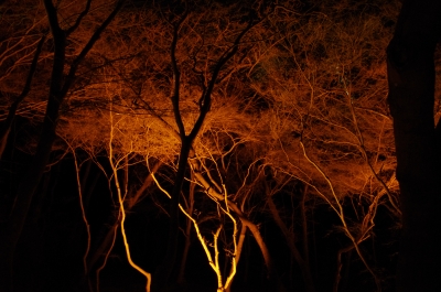 soku_12786.jpg :: 風景 自然 樹木 色 光 ライトアップ 