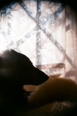 soku_12829.jpg :: 動物 哺乳類 犬 イヌ 逆光 フィルム 銀塩 