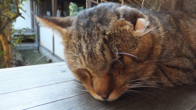 soku_12842.jpg :: 動物 哺乳類 猫 ネコ 