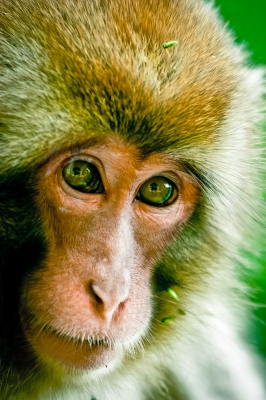 soku_12843.jpg :: 動物 哺乳類 猿 サル 顔 