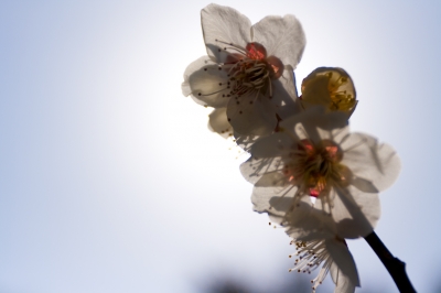 soku_12878.jpg :: 神代植物公園 梅 植物 植物 花 桜 サクラ (^_^) 