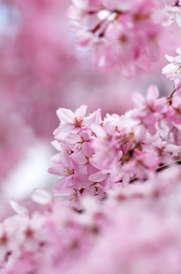 soku_12885.jpg :: 植物 花 桜 サクラ 