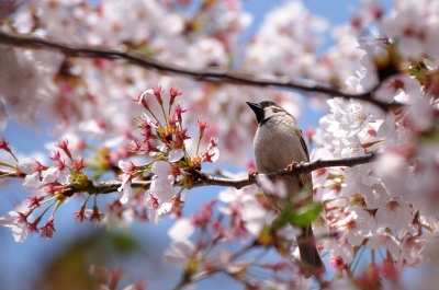 soku_12887.jpg :: 植物 花 桜 サクラ 動物 鳥 野山の鳥 