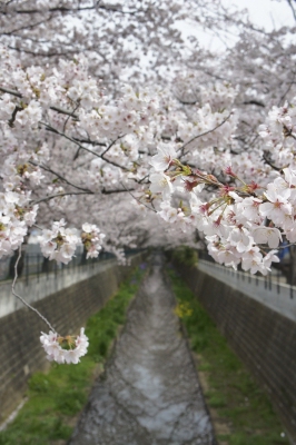 soku_12936.jpg :: 植物 花 桜 サクラ 