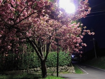 soku_12941.jpg :: PowerShotS95 風景 植物 花 桜 サクラ 夜桜 