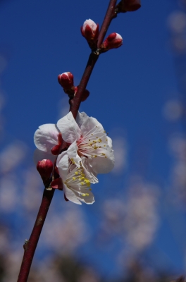soku_12943.jpg :: 植物 花 桜 サクラ 