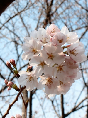 soku_12948.jpg :: PowerShotS95 風景 自然 桜 サクラ CCさくら 