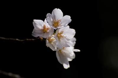soku_12967.jpg :: 植物 花 桜 ソメイヨシノ 