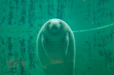 soku_12977.jpg :: 水族館 沖縄美ら海水族館 動物 哺乳類 マナティー 