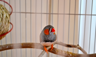 soku_12992.jpg :: 動物 鳥 小鳥 籠の鳥 