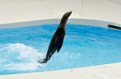 soku_13010.jpg :: 水族館 動物 海の生物 アザラシ アシカ 